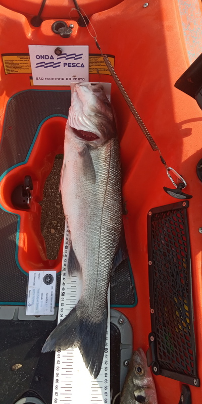 Fish Measure Picture