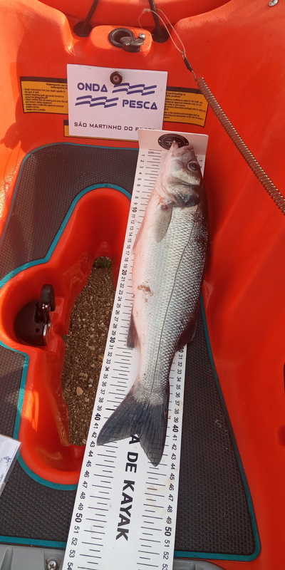 Fish Measure Picture