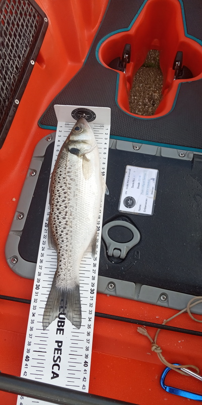 Fish Measure Picture