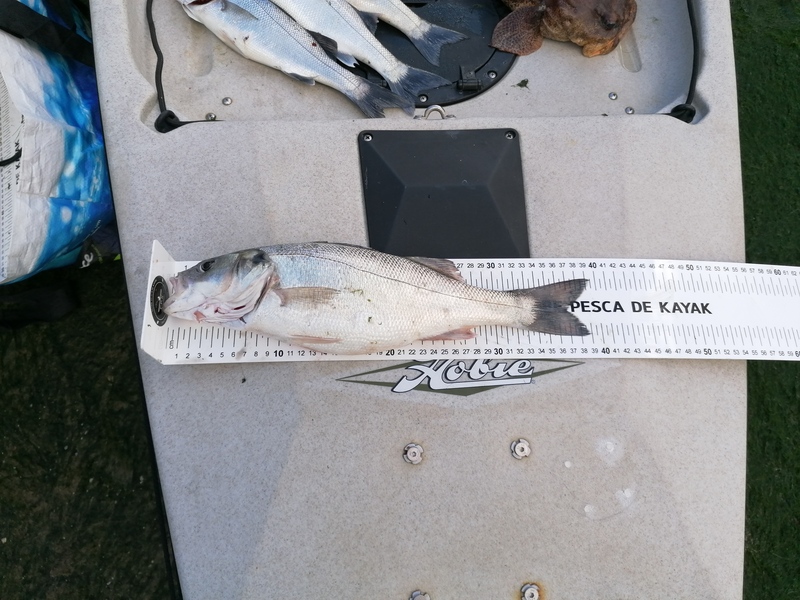 Fish Measure Picture