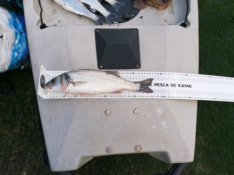 Fish Measure Picture