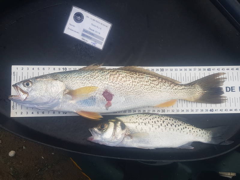 Fish Measure Picture