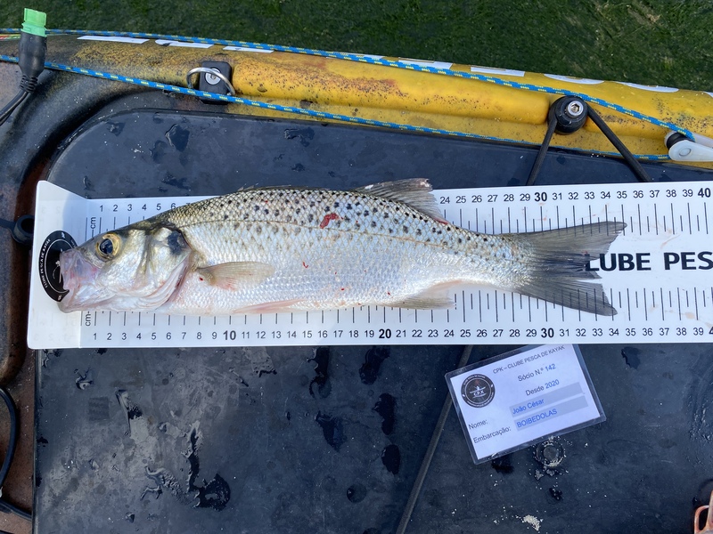 Fish Measure Picture
