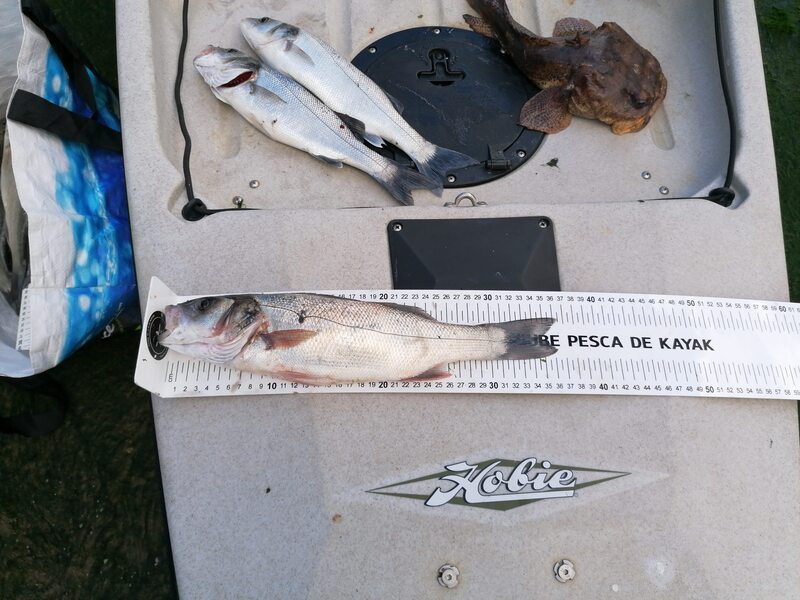 Fish Measure Picture