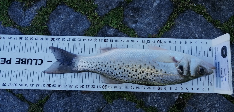 Fish Measure Picture