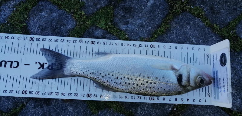 Fish Measure Picture