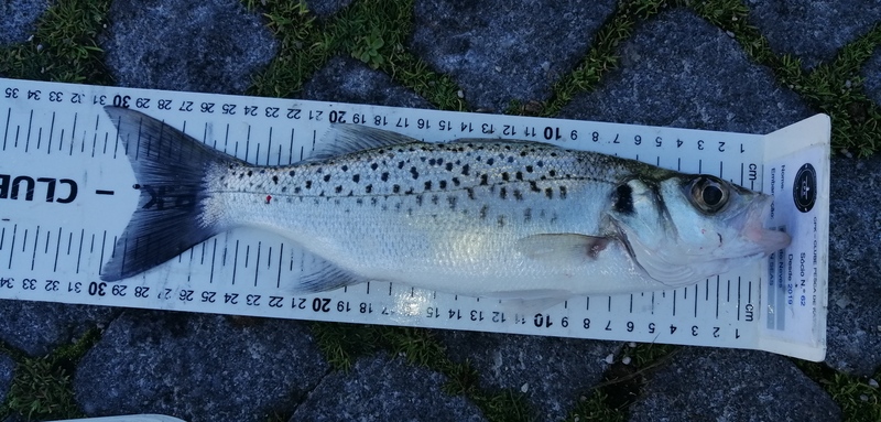 Fish Measure Picture