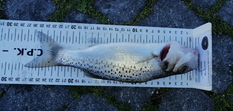 Fish Measure Picture
