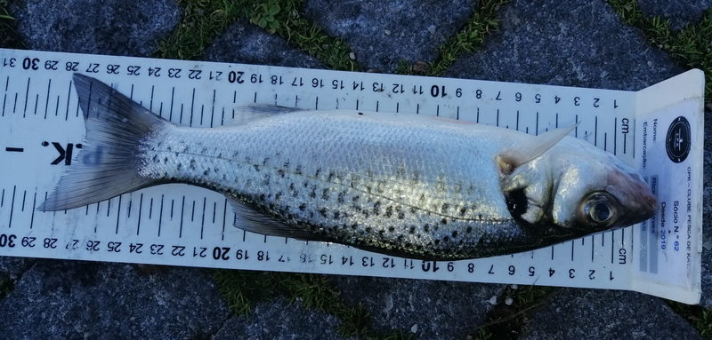 Fish Measure Picture