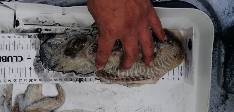 Fish Measure Picture