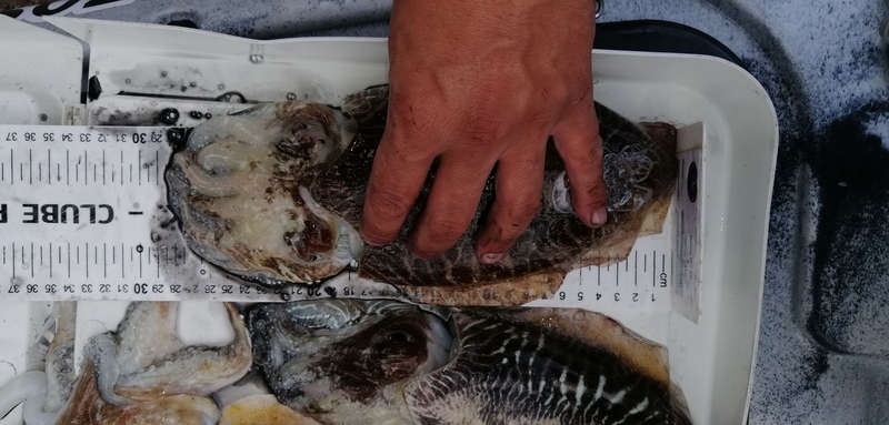 Fish Measure Picture