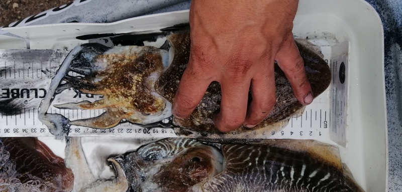 Fish Measure Picture
