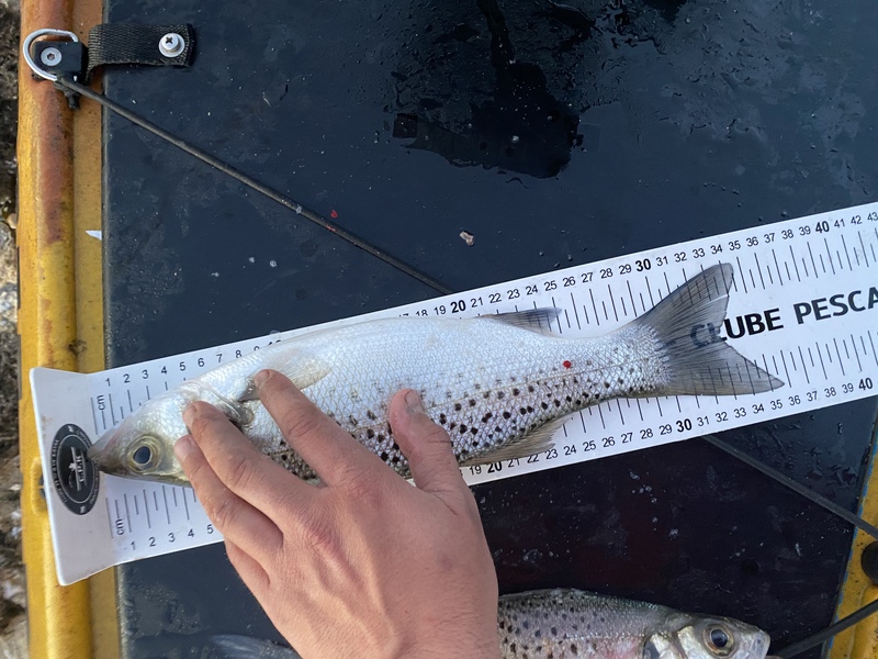 Fish Measure Picture