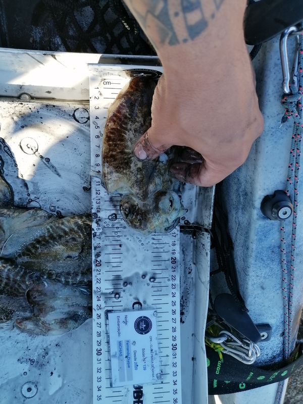 Fish Measure Picture