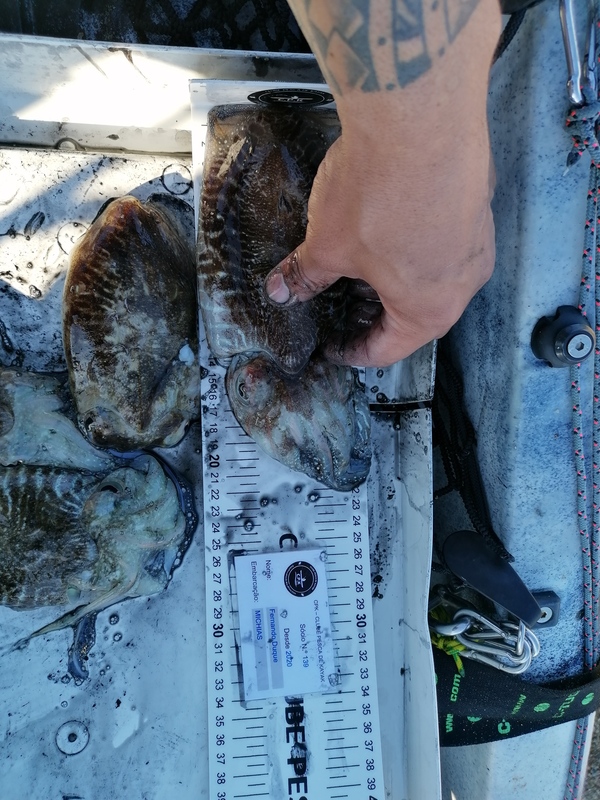 Fish Measure Picture