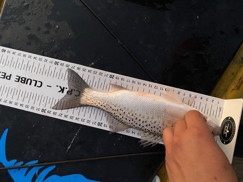 Fish Measure Picture