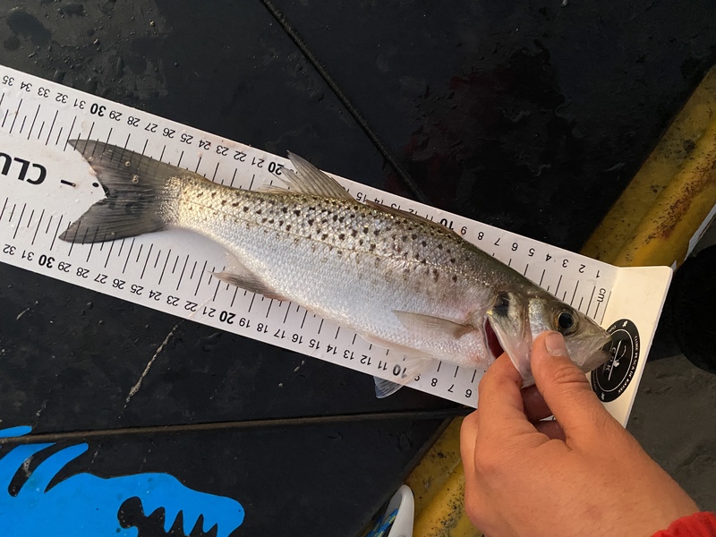 Fish Measure Picture