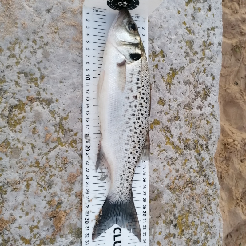 Fish Measure Picture