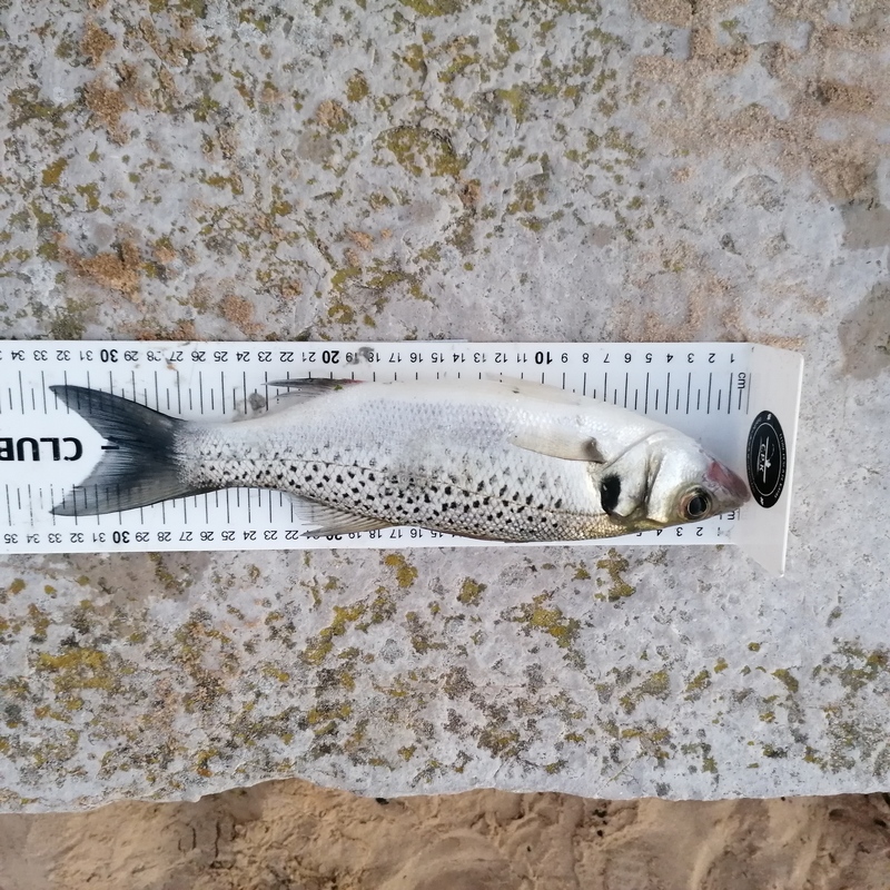 Fish Measure Picture
