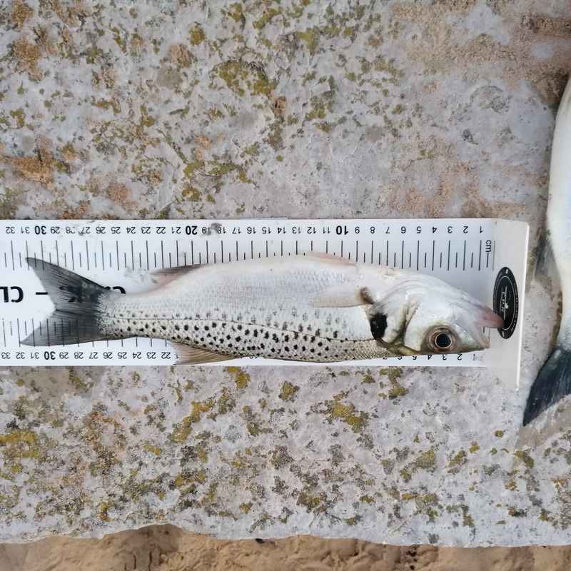 Fish Measure Picture