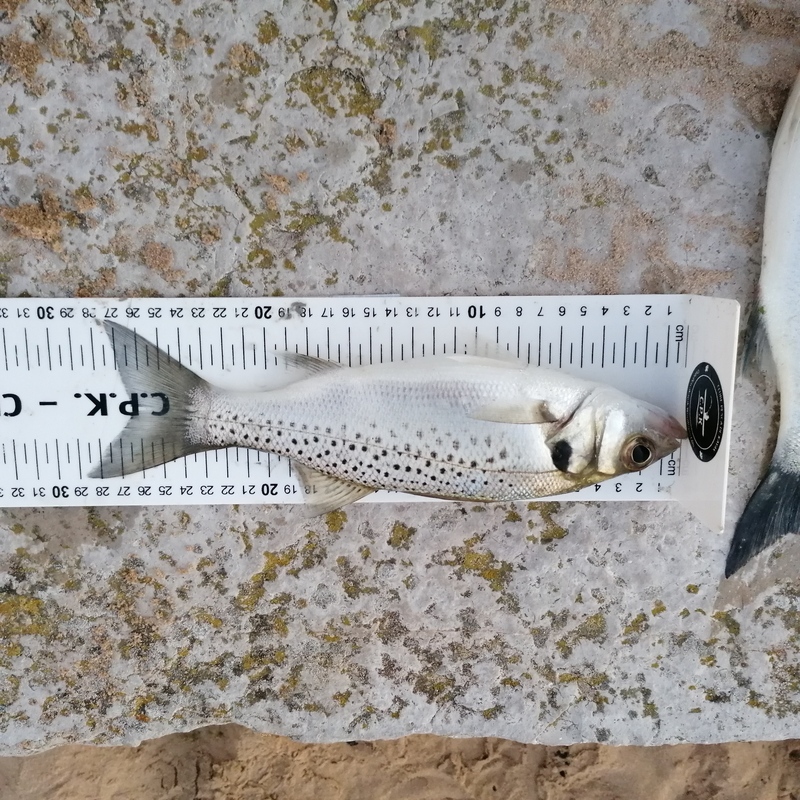 Fish Measure Picture