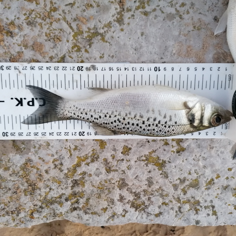 Fish Measure Picture