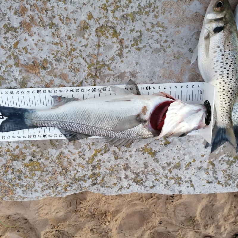 Fish Measure Picture