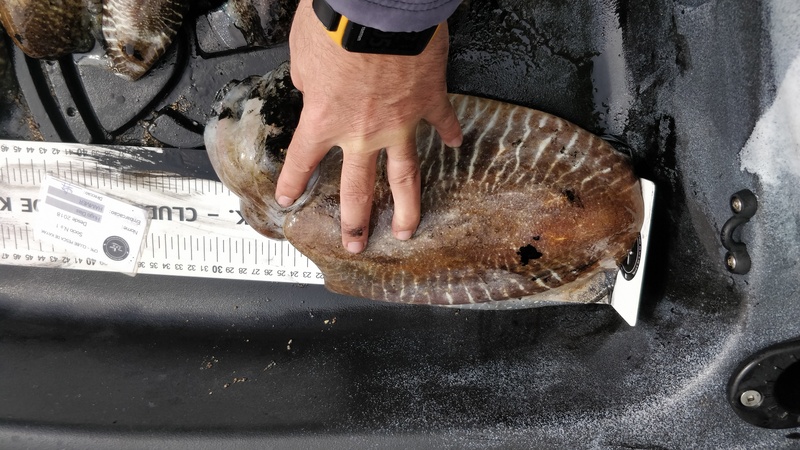 Fish Measure Picture
