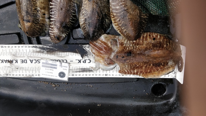 Fish Measure Picture