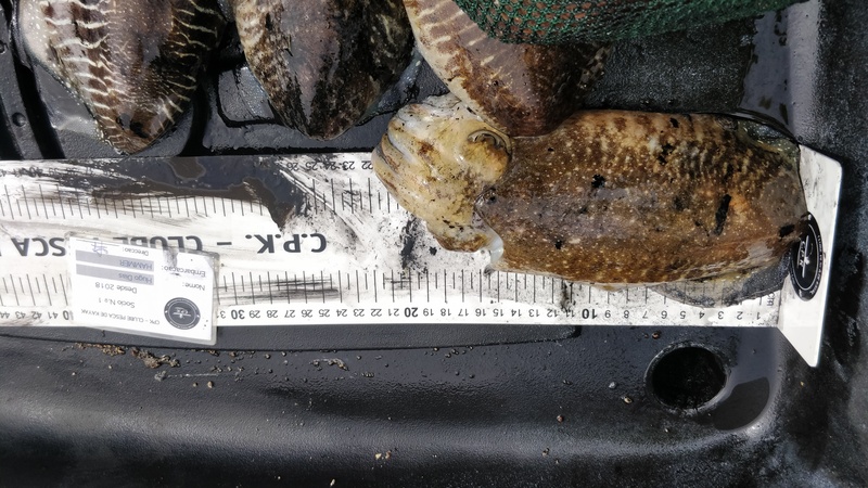 Fish Measure Picture