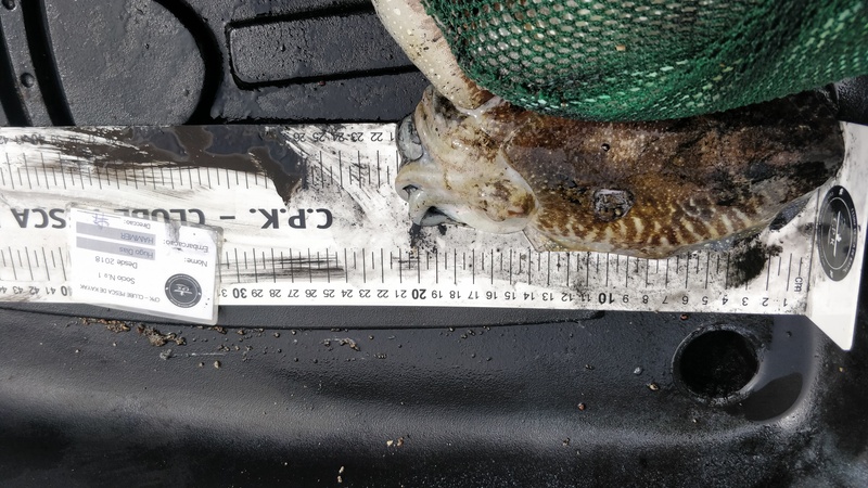 Fish Measure Picture