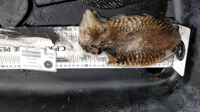 Fish Measure Picture