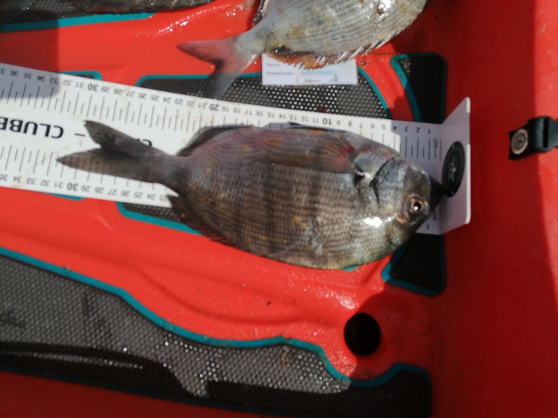 Fish Measure Picture