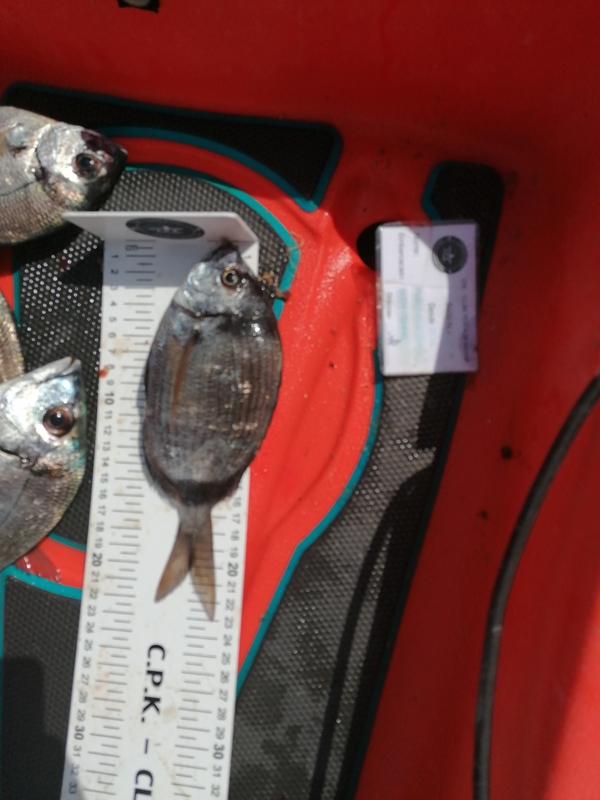 Fish Measure Picture