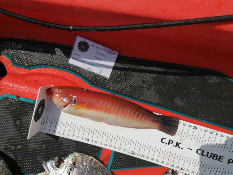 Fish Measure Picture