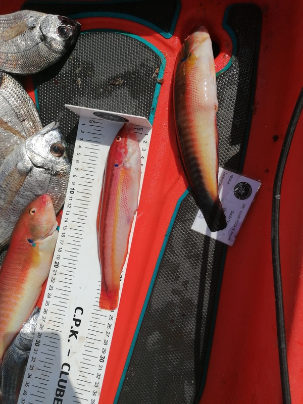 Fish Measure Picture
