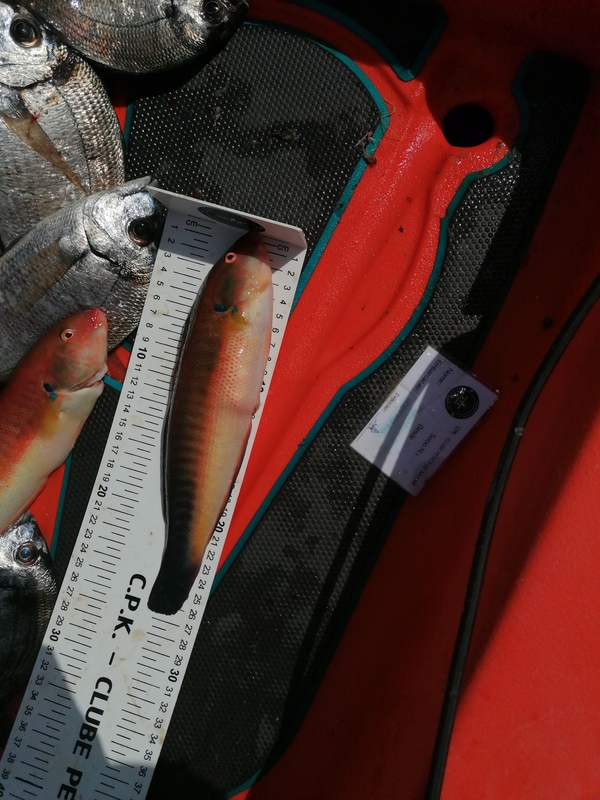 Fish Measure Picture