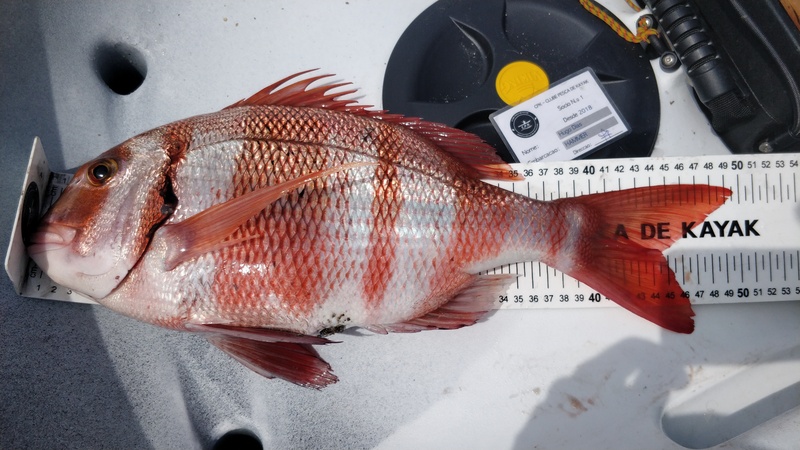 Fish Measure Picture