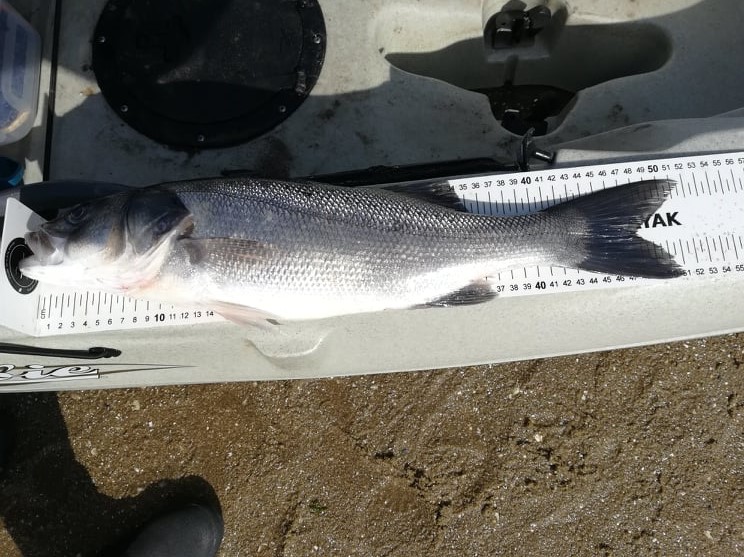 Fish Measure Picture