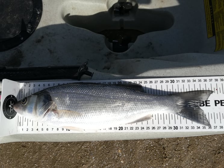 Fish Measure Picture