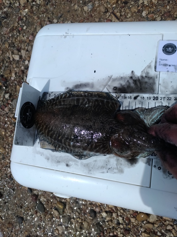Fish Measure Picture