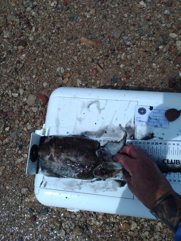 Fish Measure Picture