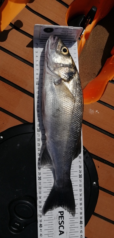 Fish Measure Picture