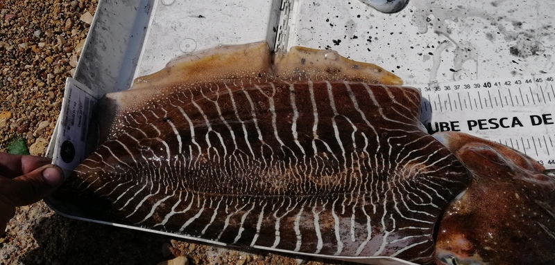 Fish Measure Picture