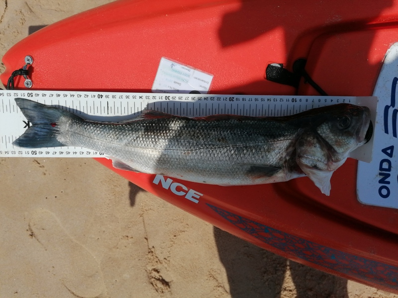Fish Measure Picture