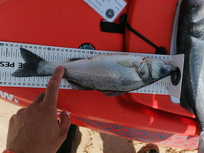 Fish Measure Picture