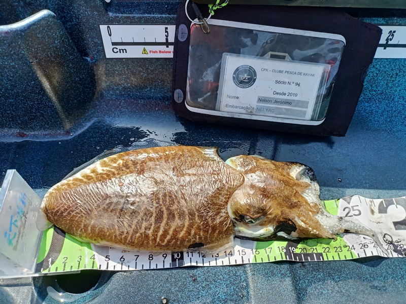 Fish Measure Picture