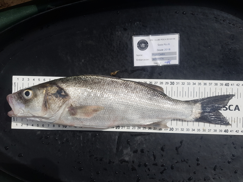 Fish Measure Picture