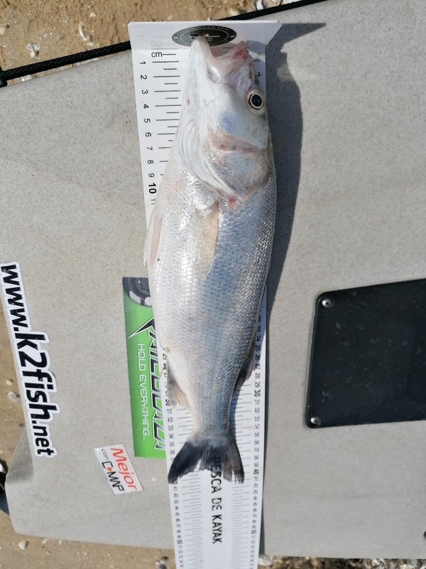 Fish Measure Picture