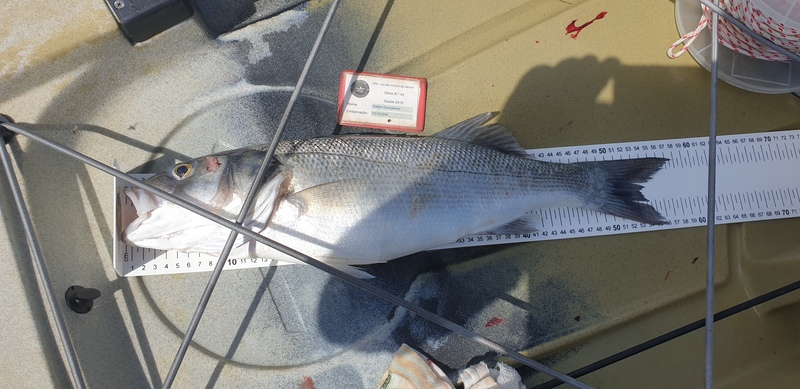 Fish Measure Picture
